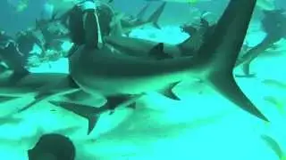 Shark feeding 2013