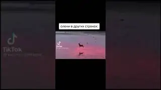 Олени в разных странах