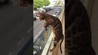 От этих кошек отказываются 😰 