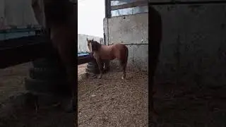 2 жаш байтал экен