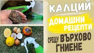РЕЦЕПТИ при ВЪРХОВО ГНИЕНЕ. Мерки и превенция при недостиг на калций. Как да предпазим доматите