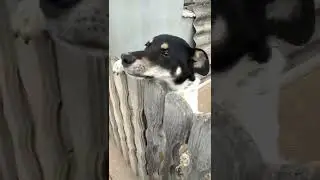 Grendmas dog Barsik. 