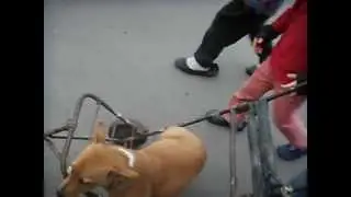 Собака-покатака