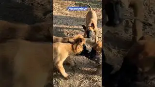 Eğitim yapan Malinois yavruları #shorts #malinois #doglover #puppy