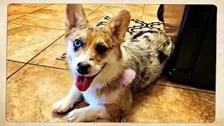 Corgi Burps lolz