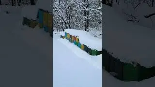 Зима. Бакфаст в ППС под снегом