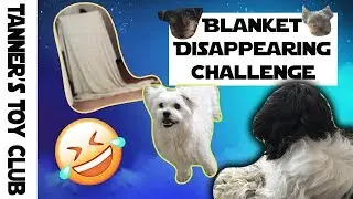 Disappearing Act Prank on Dogs! Will it work?