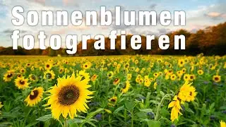 Fotografieren im herbstlichen Sonnenblumenfeld