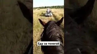 Телега с конем
