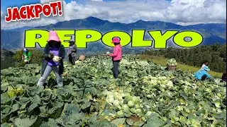 PagHarvest ng Repolyo | Harvesting of Cabbage