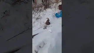 Битва за территорию, и так каждый день 🤦‍♀️ #забавныеживотные #кот #котики #жизньвдеревне