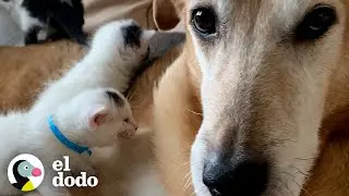 German Shepherd Loves Her Blind Kittens | Odd Couples | The Dodo