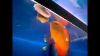 Discos pichón comiendo papilla