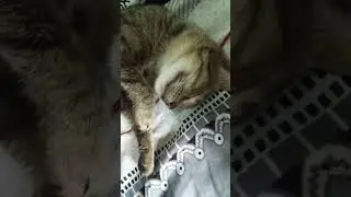 VIRAL!!!! SEEKOR KUCING KEKENYANGAN PASCA LEBARAN IDUL ADHA