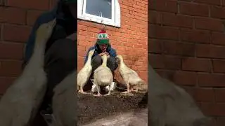 История ручных ГУСЯТ, продолжение истории 🐥 🪿