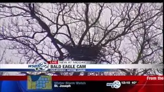 Live bald eagle cam set up at in St. Patrick's County Park
