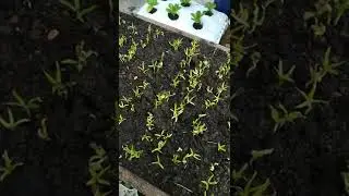 Growing water spinach (ipomoea aquatica) #short #shorts #agriculture #homegarden #garden #gardening