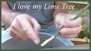 Growing Citrus From Cuttings: How To Keep A Tree You Love