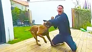 Полицейский пес в деле