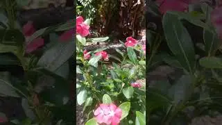 #GardeningTips #FlowerCare #PlantCare #BotanicalBeauty #BloomingFlowers #FlowerGarden #NatureLovers.