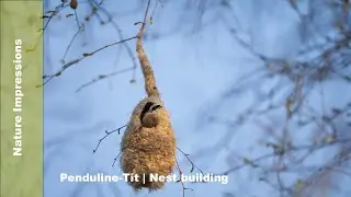 Nature impression | Kúdelnička lužná  | Penduline-Tit