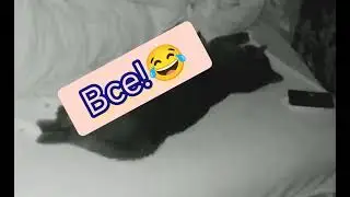кот мешает спать ночью