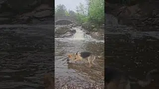 #germanshepherdpuppy #waterfalls and #stonebridge