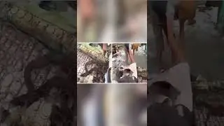 Матрас Со Змеями