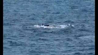 Brisbane Whale Watching [Ambassadors]