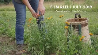 Film Reel - July 2019