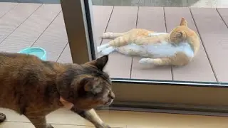 美意識高いタマしゃんとマイペースなサビちゃん