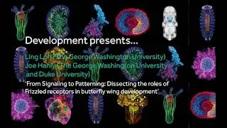 Development presents... Ling Loh and Joe Hanly