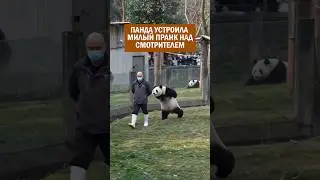 Панда устроила милый пранк над смотрителем