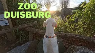 Zoo Duisburg 29.01.2024