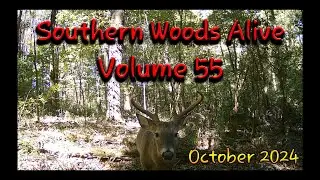 Southern Woods Alive Volume 55