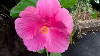 Forever and Ever - Paul Mauriat