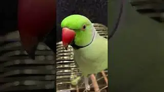 Talking Ritchie the Ringneck Parakeet 