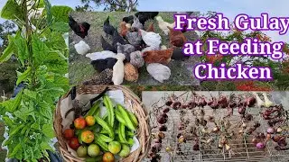 Harvest today: Sibuyas,  Kamatis At Sigarilyas