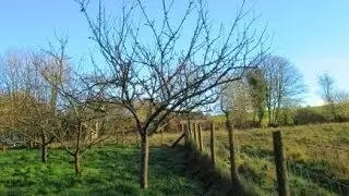 How to Prune Established Apple Trees