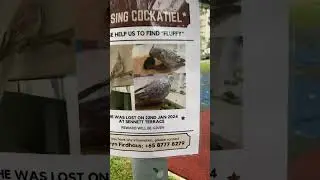 OH NO! Fluffy the Cockatiel is LOST!!! Pls HELP HEARTBROKEN 😭 #shorts