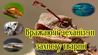 Вражаючі механізми захисту тварин  Impressive Animal Defense Mechanisms