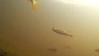А что там под водой - 1
