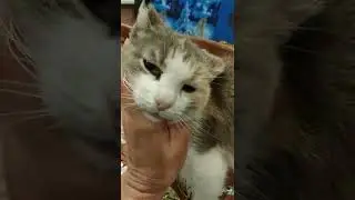 Одна из кошек с отмороженными ушами, о которой благополучно забыли.../ Home Shelter 