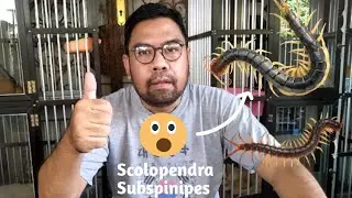 Update Anak Scolopendra Subspinipes Asal Kaki Gunung Ngawi  -  Spesies Kelabang Raksasa