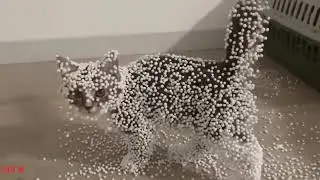 When A cat discovering static electricity