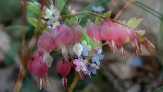Inflorescence