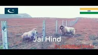 15 August 2020 whatsapp status Independence Day full screen dialogue happy independence day