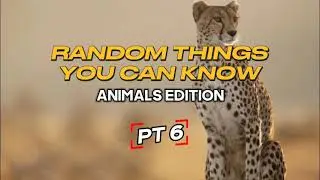Cheetahs: Speed Demons of the Savannah