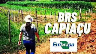BRS Capiaçu - produção de mudas