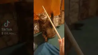 Ну дуже лінивий кіт 🐱